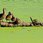 Turtle on a log with four ducks