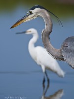 Blue Heron and Egret Profiles