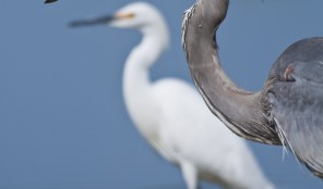 Blue Heron and Egret Profiles