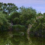 Gilbert Water Ranch pond during a lush spring.