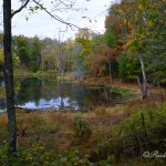 A hidden pond seen from TN-62 near S-298