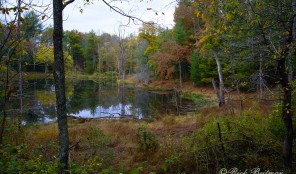 Tn 62 and S 298: A hidden pond from the road side