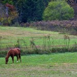 Retired thoroughbred horse 