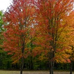 Specimen trees at Frozen Head State Park, TN